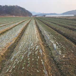 권정식님의 기타작물 · 영농일지 작성글 사진