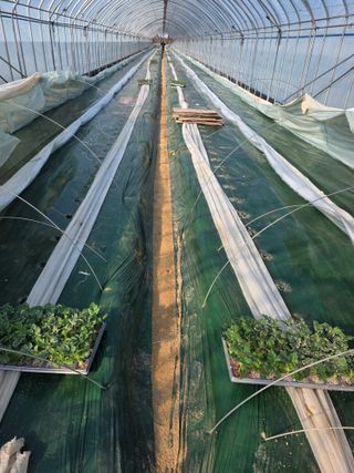 최대석님의 기타작물 · 영농일지 작성글 사진