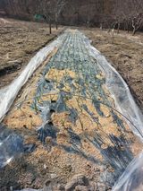 팜모닝 마늘·영농일지 게시글 이미지