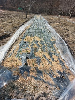 Blackbear님의 마늘 · 영농일지 작성글 사진