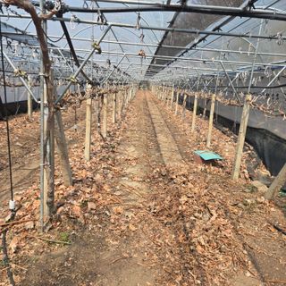 동동예행복농장님의 포도 · 영농일지 작성글 사진