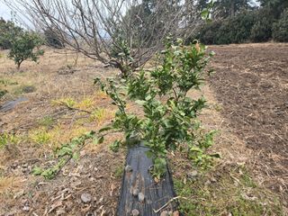 Captain김상곤님의 호박 · 영농일지 작성글 사진