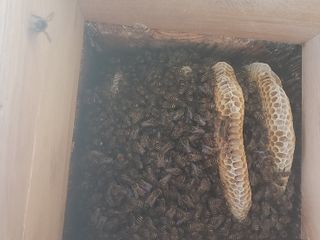 최군환님의 버섯 · 영농일지 작성글 사진