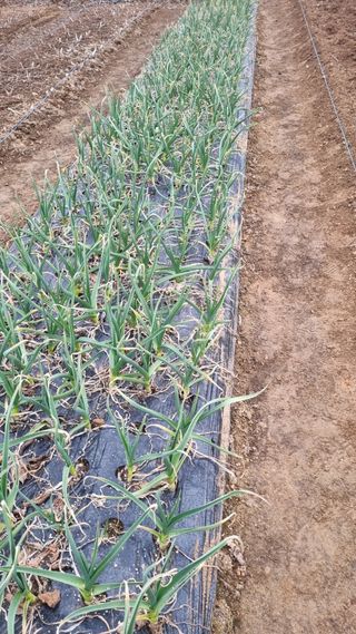 김지철님의 마늘 · 영농일지 작성글 사진