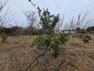 Captain김상곤님의 귤 · 영농일지 작성글 사진