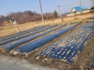 김춘성님의 마늘 · 영농일지 작성글 사진