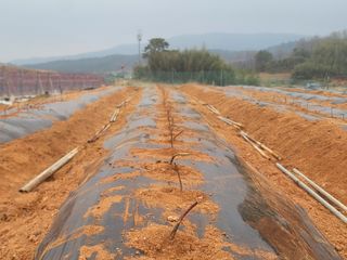 이용찬 열매마농원님의 기타작물 · 영농일지 작성글 사진