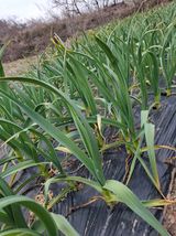 팜모닝 마늘·영농일지 게시글 이미지