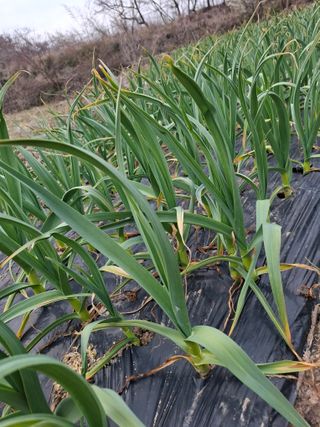 실버농부님의 마늘 · 영농일지 작성글 사진