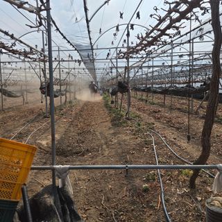 동동예행복농장님의 포도 · 영농일지 작성글 사진