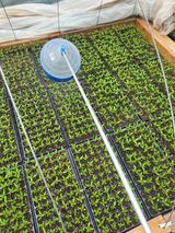 팜모닝 고추·영농일지 게시글 이미지