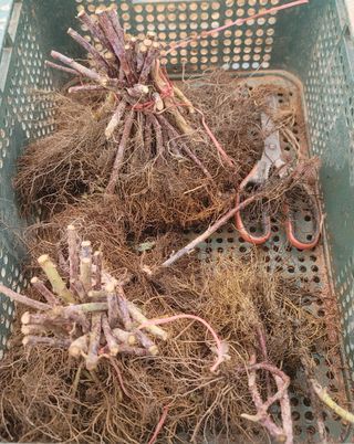 이용찬 열매마농원님의 기타작물 · 영농일지 작성글 사진