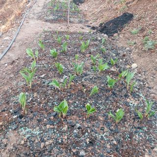 가로수님의 마늘 · 영농일지 작성글 사진