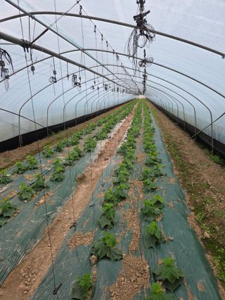 박종석님의 오이 · 영농일지 작성글 사진