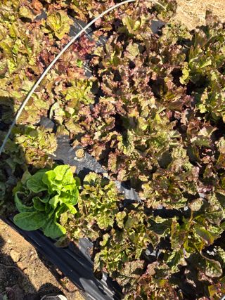 김연숙님의 고추 · 영농일지 작성글 사진