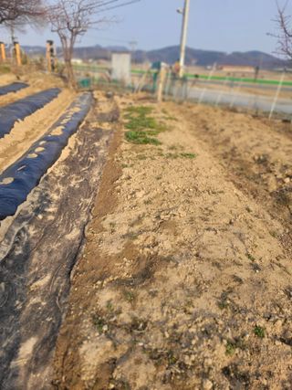 김춘성님의 기타작물 · 영농일지 작성글 사진