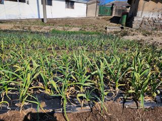 강동신님의 마늘 · 영농일지 작성글 사진