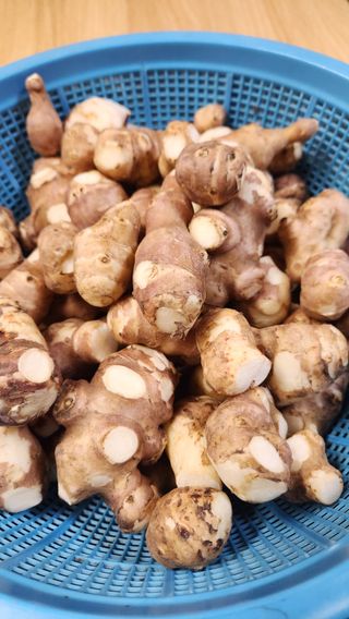 콩콩콩님의 콩 · 영농일지 작성글 사진