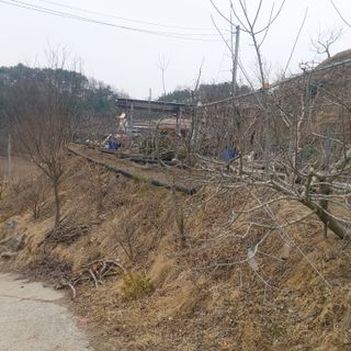 가로수님의 기타작물 · 영농일지 작성글 사진