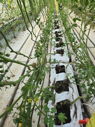 김호진님의 토마토 · 영농일지 작성글 사진