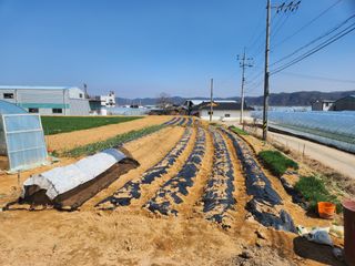 노복우님의 마늘 · 영농일지 작성글 사진