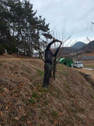 최강K님의 기타작물 · 영농일지 작성글 사진