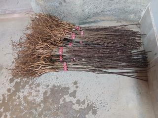 유근승님의 기타작물 · 영농일지 작성글 사진