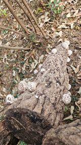 최강K님의 작성글 사진