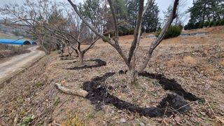 최강K님의 기타작물 · 영농일지 작성글 사진