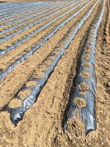 팜모닝 감자·영농일지 게시글 이미지