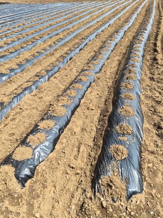 남기탁 님의 감자 · 영농일지 작성글 사진