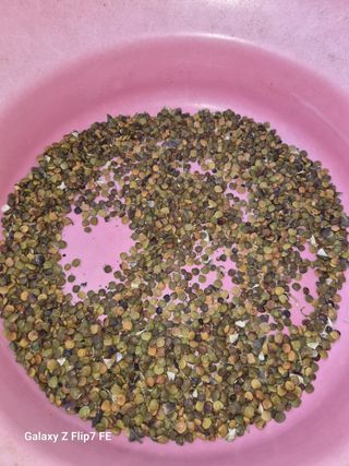 덕포킴님의 기타작물 · 영농일지 작성글 사진