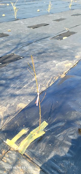 박종화님의 기타작물 · 영농일지 작성글 사진