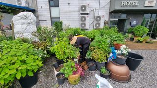 최강K님의 기타작물 · 영농일지 작성글 사진