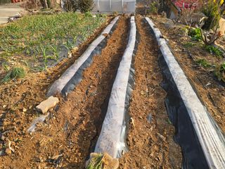 김세리님의 감자 · 영농일지 작성글 사진