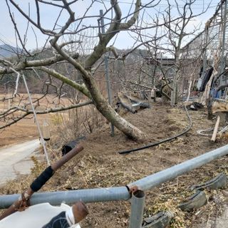 가로수님의 기타작물 · 영농일지 작성글 사진