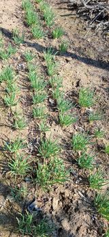 팜모닝 기타작물·영농일지 게시글 이미지