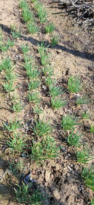 전영옥님의 기타작물 · 영농일지 작성글 사진