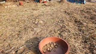 콩콩콩님의 콩 · 영농일지 작성글 사진