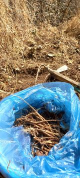 팜모닝 두릅·영농일지 게시글 이미지