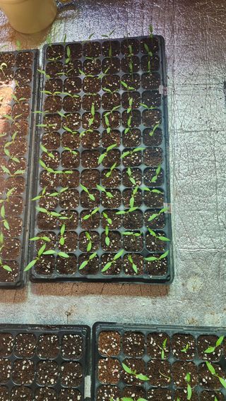 김선례님의 고추 · 영농일지 작성글 사진