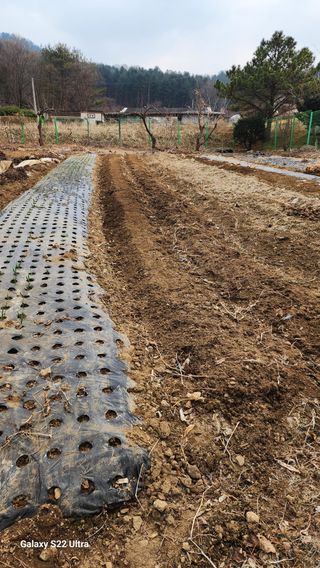 28 268 HQ님의 감자 · 영농일지 작성글 사진