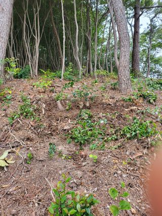 최강K님의 기타작물 · 영농일지 작성글 사진