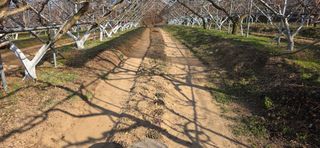 달맛햇복숭아농원님의 복숭아 · 영농일지 작성글 사진