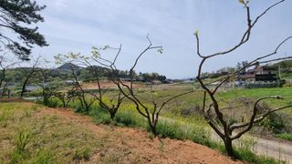 최강K님의 기타작물 · 영농일지 작성글 사진