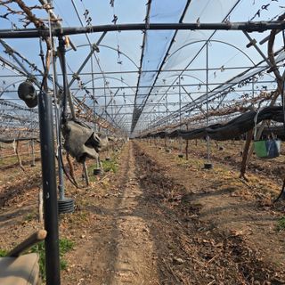 동동예행복농장님의 포도 · 영농일지 작성글 사진