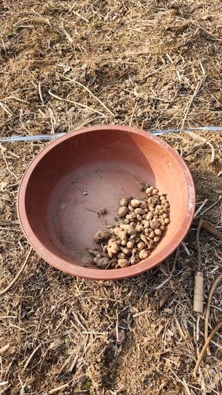 콩콩콩님의 콩 · 영농일지 작성글 사진