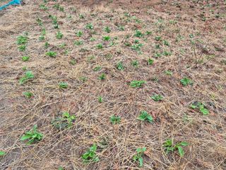 차재원님의 기타작물 · 영농일지 작성글 사진