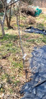 팜모닝 기타작물·영농일지 게시글 이미지