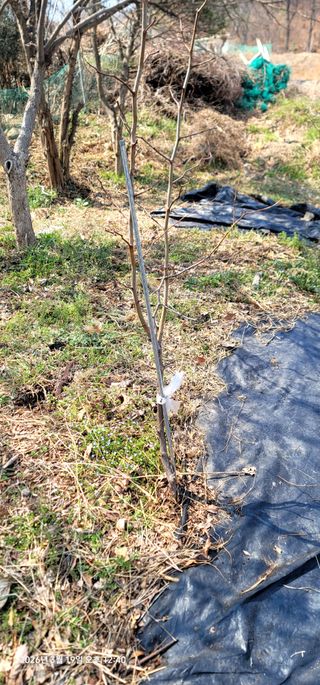 박종화님의 기타작물 · 영농일지 작성글 사진